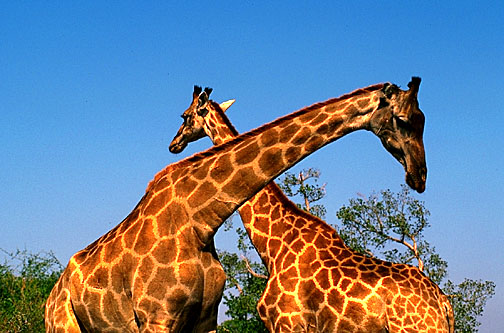 Mating Habits of Giraffes
