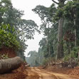 Logging_Cameroon