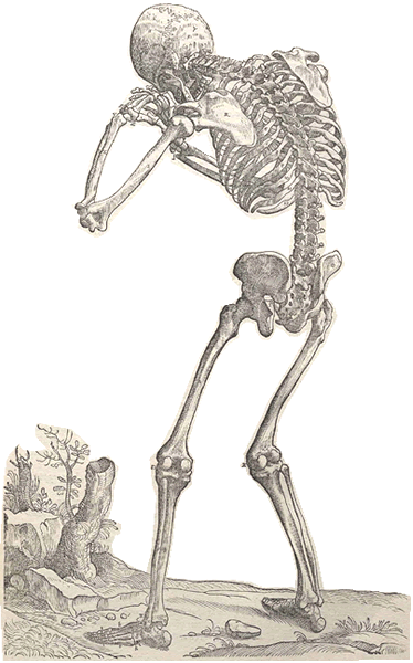 Plate from Vesalius's De Fabrica