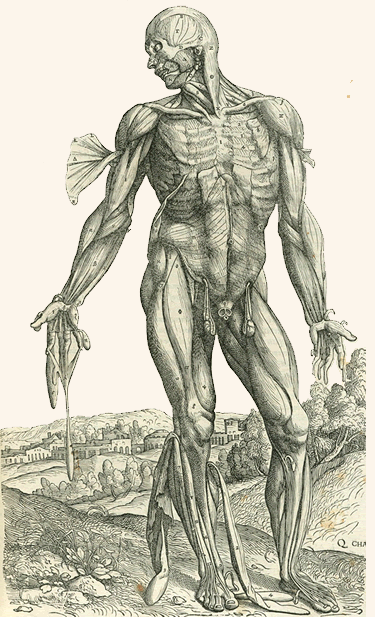 Vesalius Plate 3
