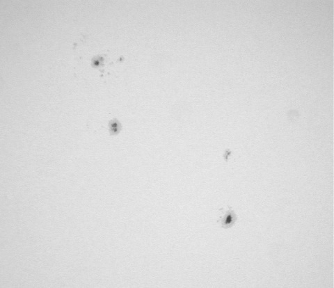 Sunspots on June 19, 2004, Close Up