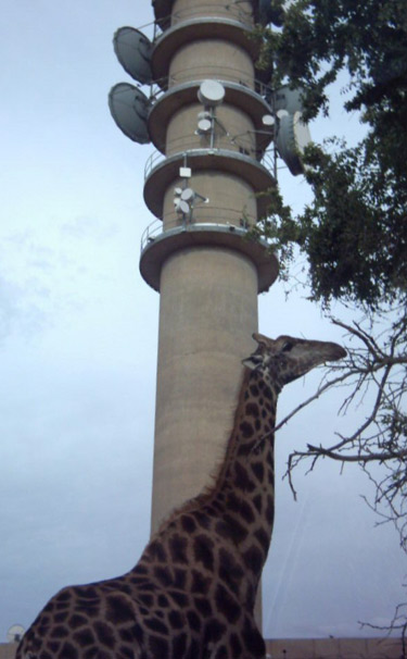 Some of the Local Wildlife