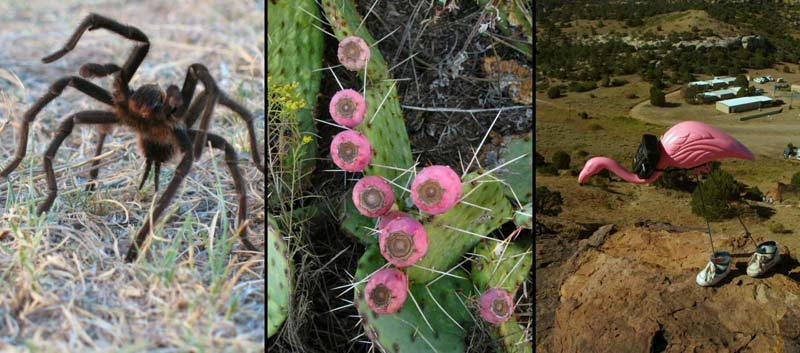 Local flora and fauna