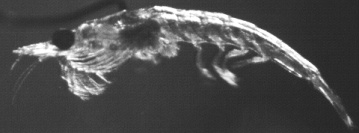 pollen