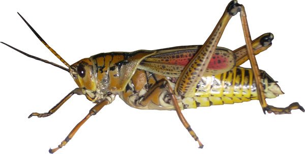 grasshopper