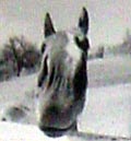 a photograph of a photograph of a horse