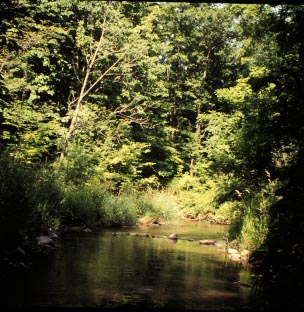 River and trees