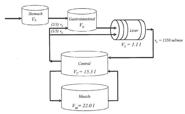 Diagram of a pharmacokinetic model illustrating drug distribution in the human body. The flow starts from the stomach (Vs) to the gastrointestinal system (Vg), then to the liver (Vl), which processes the drug at a rate of 1350 ml/min. The system then distributes the drug to the central compartment (Vc = 15.3 l) and further into the muscle compartment (Vm = 22.0 l). Arrows indicate the movement of the drug between compartments, with different flow ratios.
