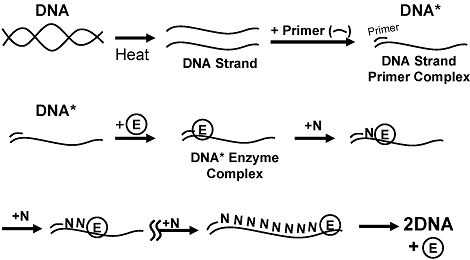 Diagram illustrating the DNA replication process. Steps include DNA denaturation by heat, primer binding to form a DNA strand-primer complex, enzyme (E) binding to the DNA, nucleotide addition (+N), and synthesis leading to the formation of two DNA molecules.