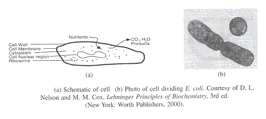 Two-part image: (a) schematic diagram of a bacterial cell labeled with cell wall, membrane, cytoplasm, nuclear region, and ribosome, with arrows showing nutrient intake and product release; (b) microscopic photo of E. coli dividing.