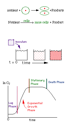 Diagram illustrating microbial growth. Top: nutrients lead to cell division and product formation. Middle: schematic showing inoculum introduction and cell growth over time. Bottom: growth curve with lag phase, exponential growth, stationary phase, and death phase.