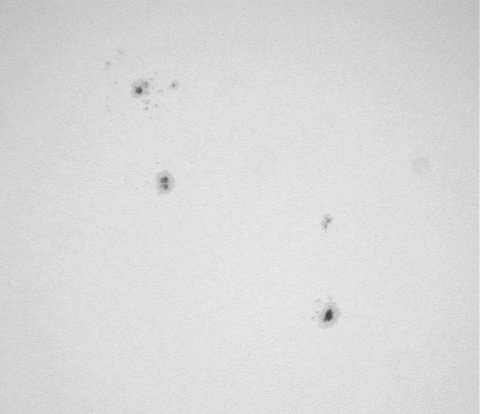 Sunspots on June 19, 2004, Close Up