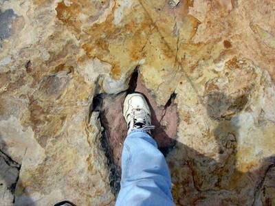 A Dinosaur Track