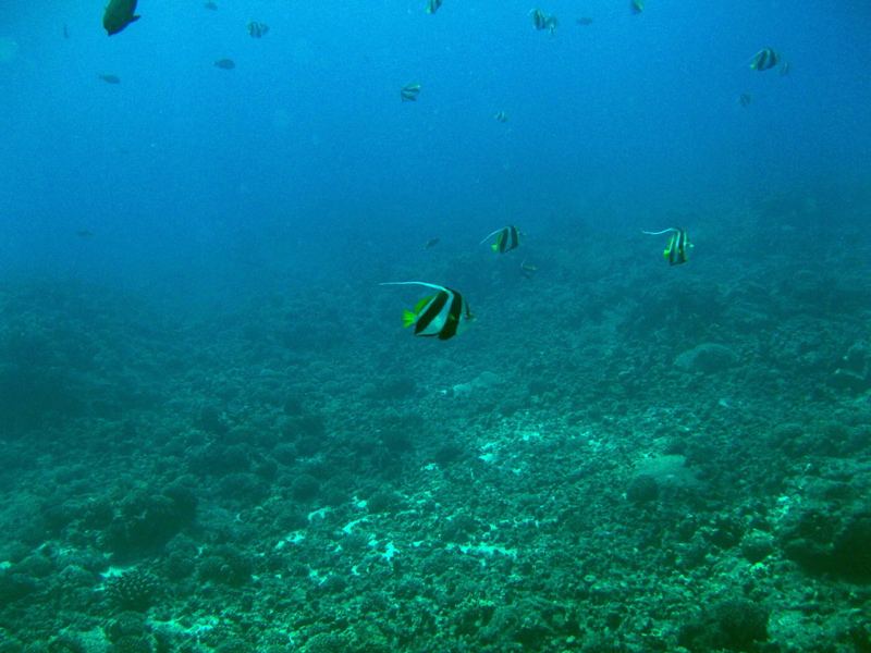 Pennant butterflyfish
