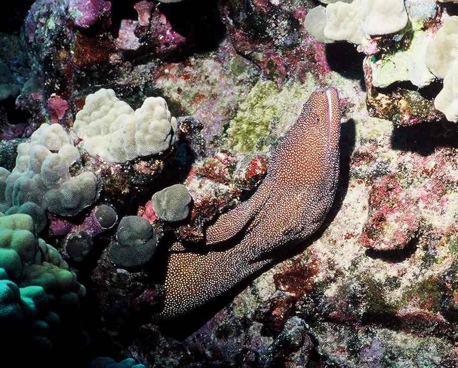 [Moray]