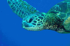 13_turtle._sm