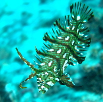 dragonwrasse2