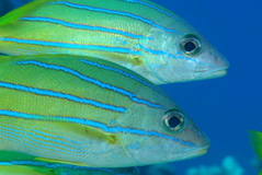 twobluestripes_61_sm