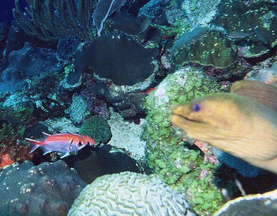 [Moray]
