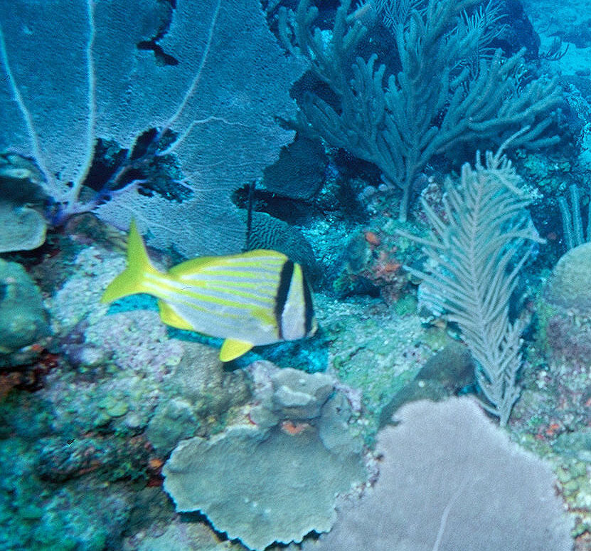 [Porkfish]
