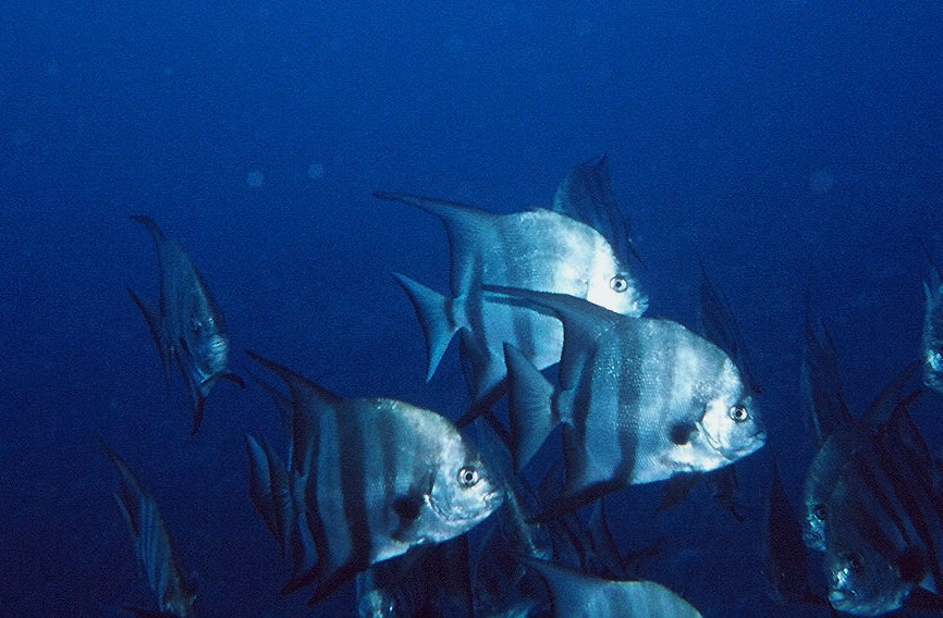 [spadefish]