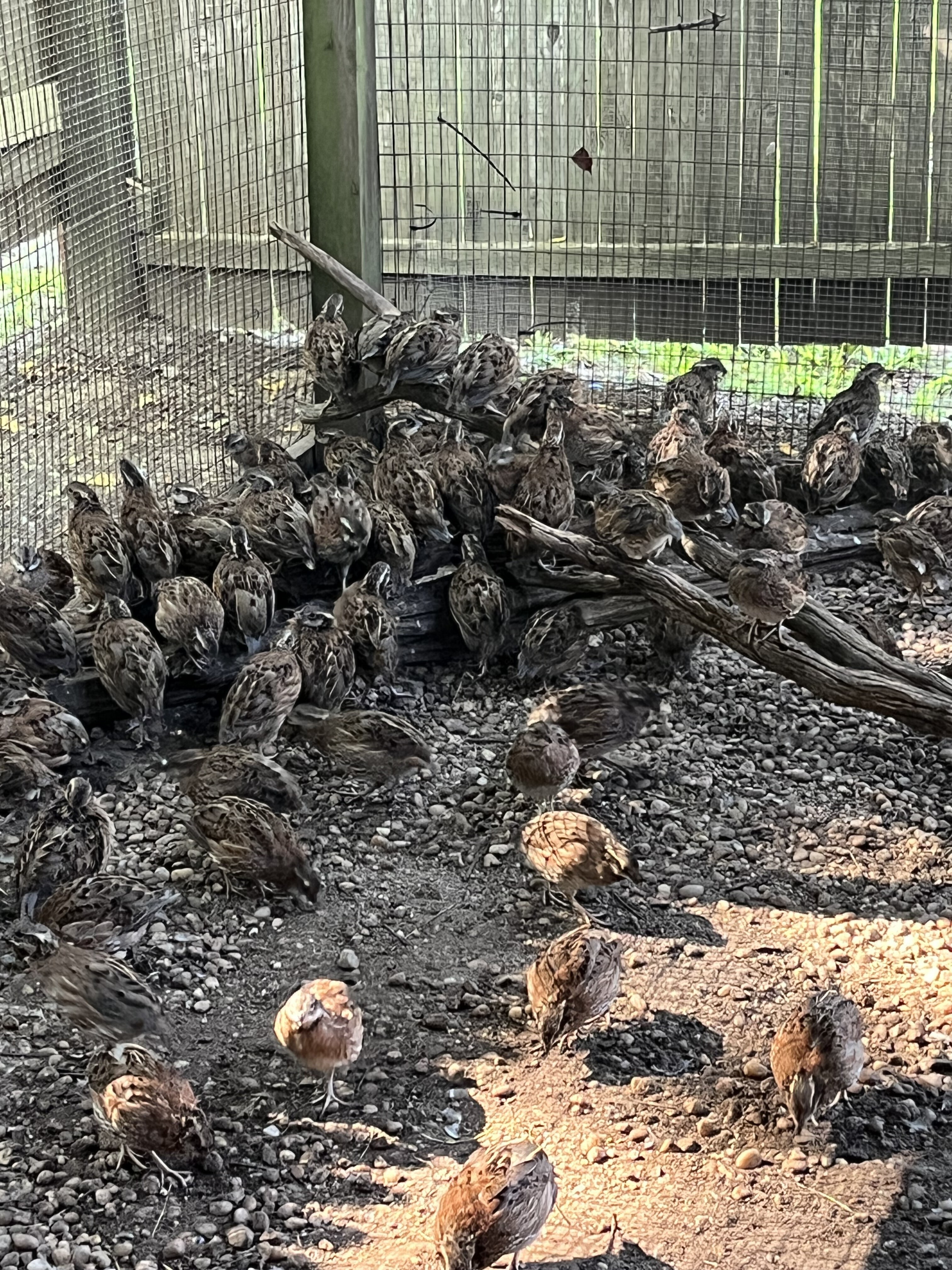 Quails Many DHSP Summer 2025 Pictures