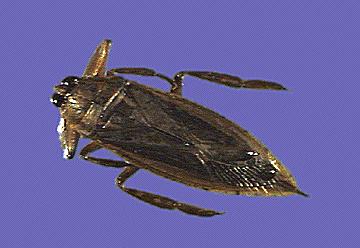 Neoptera Insects Aquatic Insects 311/511