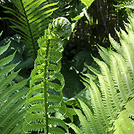closeup image of a fern leaf unfurling