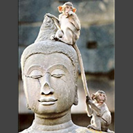 photo of small monkeys playing on a Buddha statue