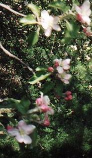 Appleblossoms