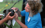 Vet with dog