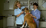 Vet with a dog