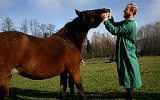 Vet with a horse