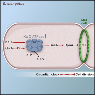 Cell2010