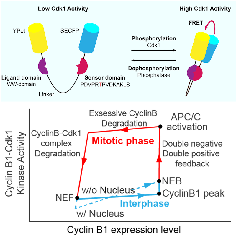 biorxiv2021