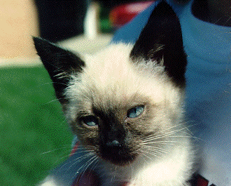 baby Koko