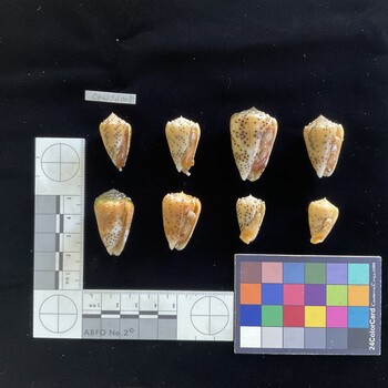 CpulSH001; 27x15.5x22.5 ventral photo thumbnail
