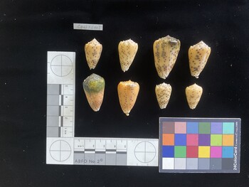 CpulSH001; 27x15.5x22.5 dorsal photo thumbnail