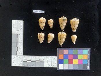 CpulSH009; 27.5x16x23 dorsal photo thumbnail