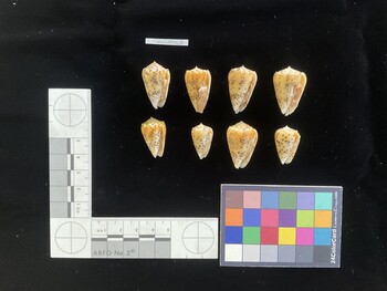 CpulSH017; 28x16.5x23 ventral photo thumbnail