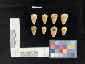 CpulSH017; 28x16.5x23 dorsal photo thumbnail