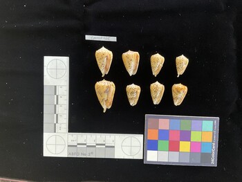 CpulSH025; 29x18x23.5 ventral photo thumbnail