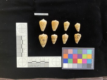 CpulSH025; 29x18x23.5 dorsal photo thumbnail