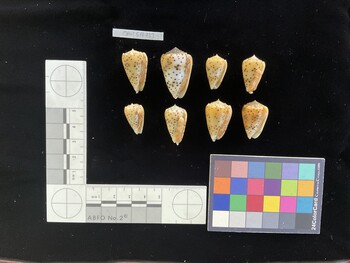 CpulSH033; 26.5x16x23.5 ventral photo thumbnail
