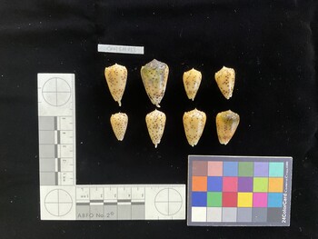 CpulSH033; 26.5x16x23.5 dorsal photo thumbnail