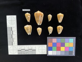 CpulSH041; 23.5x13.5x20 ventral photo thumbnail