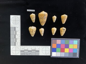 CpulSH041; 23.5x13.5x20 dorsal photo thumbnail