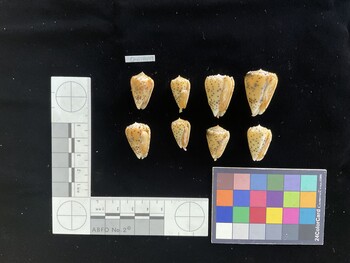 CpulSH049; 24.5x15x20 ventral photo thumbnail
