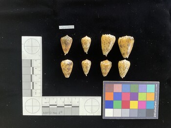 CpulSH049; 24.5x15x20 dorsal photo thumbnail