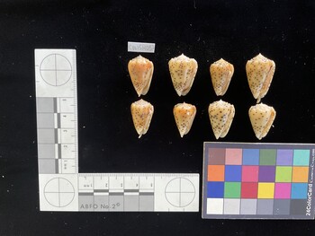 CpulSH057; 25.5x15.5x21 ventral photo thumbnail